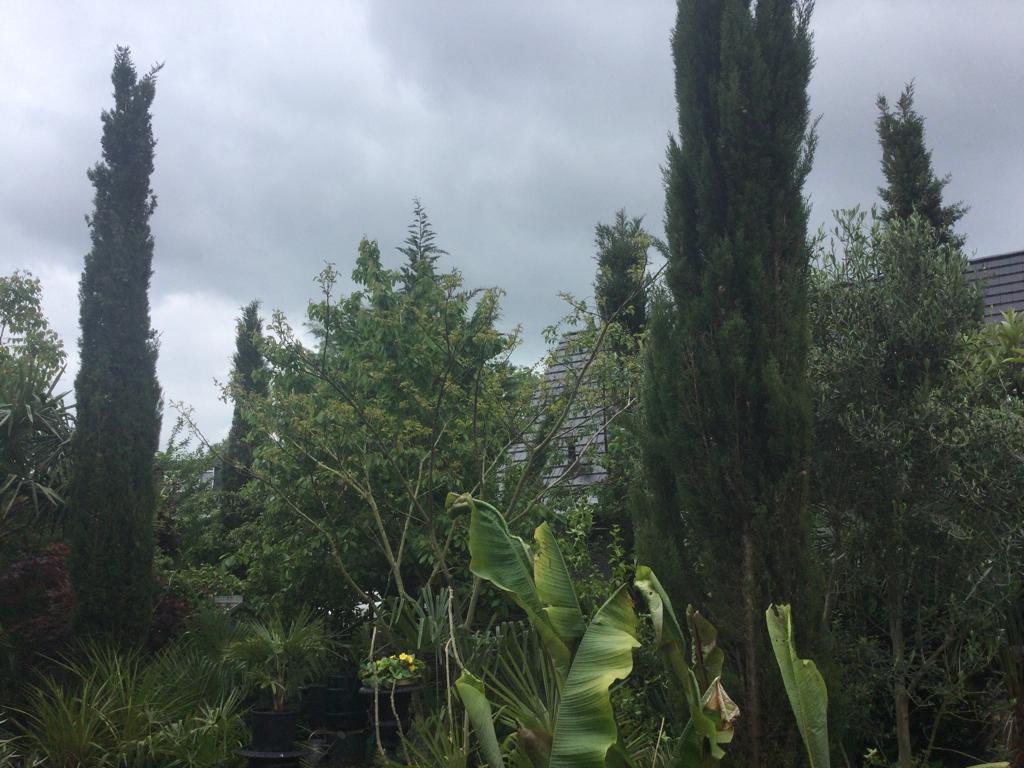 Italiaanse cypress - Winterharde Cupressus sempervirens, Tuin en Terras, Planten | Bomen, Overige soorten, Volle zon, Zomer, Ophalen of Verzenden