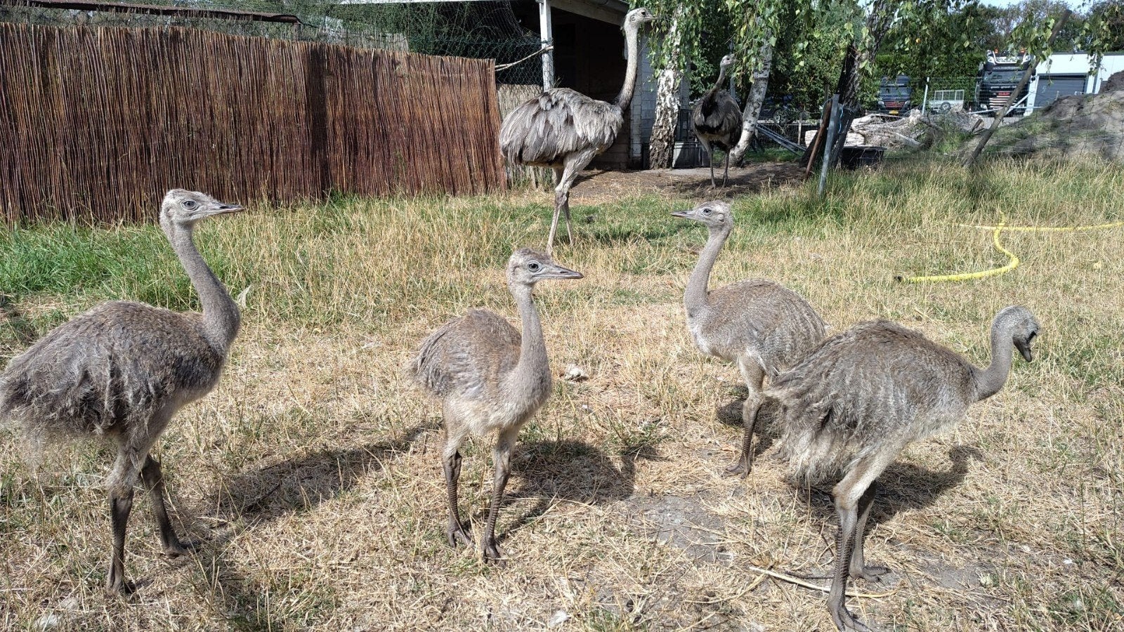4 jonge Nandoe, natuurbroed, Dieren en Toebehoren, Geslacht onbekend, Tam
