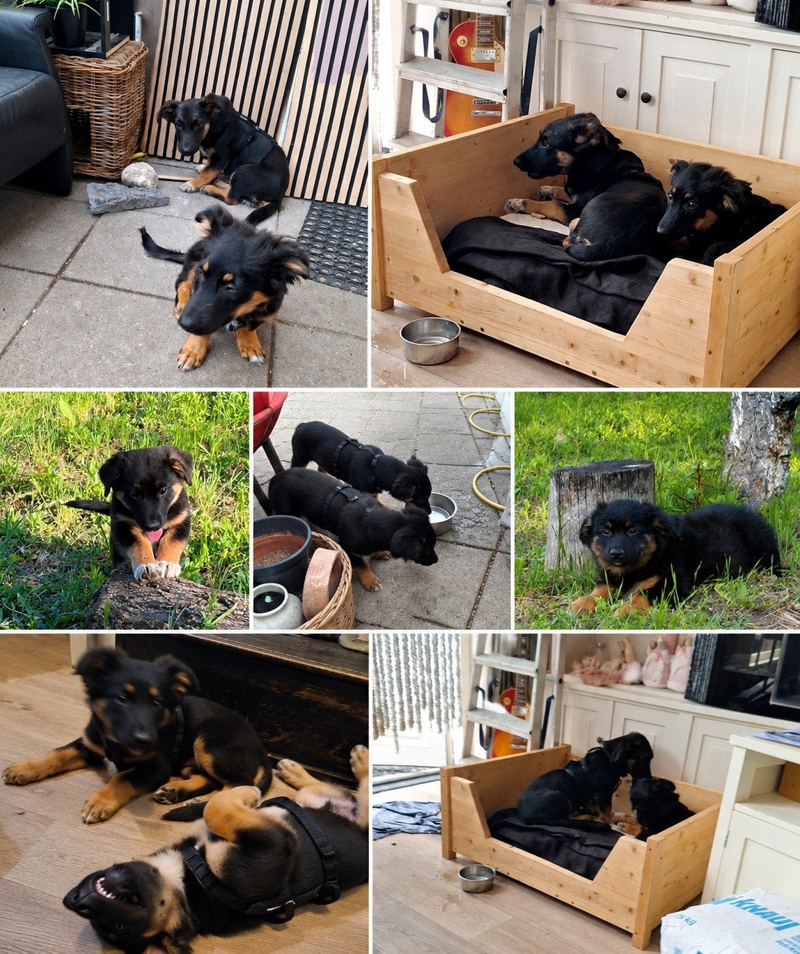 SARA & SANDOR ZOEKEN HUN FOREVER HOME 

Soms is, Dieren en Toebehoren, Honden | Niet-rashonden, Particulier, 15 weken tot 1 jaar