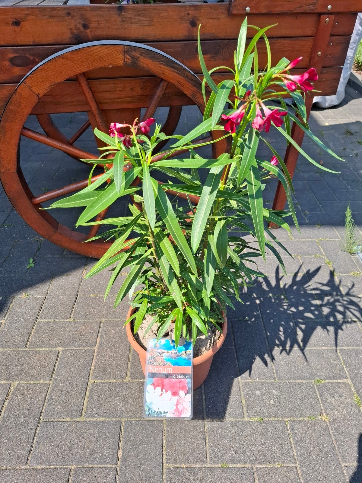Oleander roze, Ophalen, Overige soorten, Volle zon
