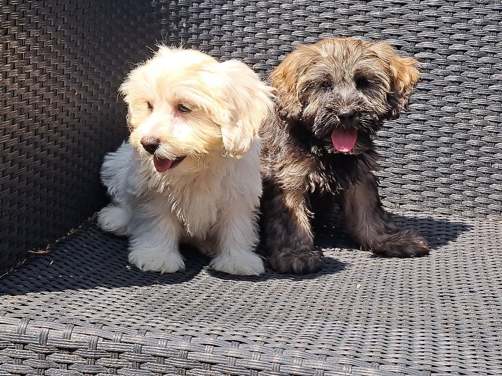 Schattige Boomer pups  ( NOG 2 pups teefjes ), Dieren en Toebehoren, Honden | Chihuahua's en Gezelschapshonden, Parvo, Nederland