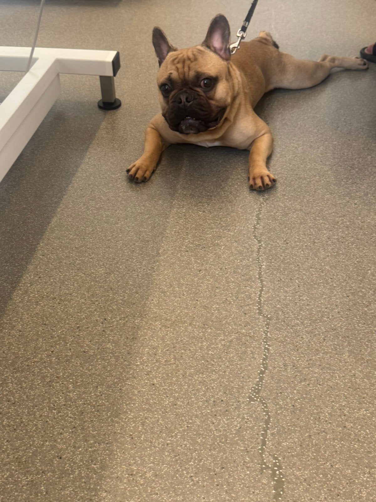 Bruno, Dieren en Toebehoren, Reu, 1 tot 2 jaar, Bulldog, Eén hond