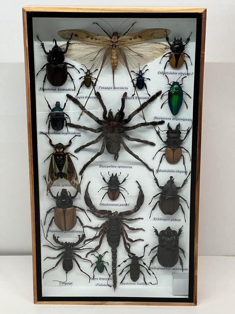 Opgezette insecten in lijst 36 x 20 x 3.5 cm, Dieren en Toebehoren, Insecten en Spinnen