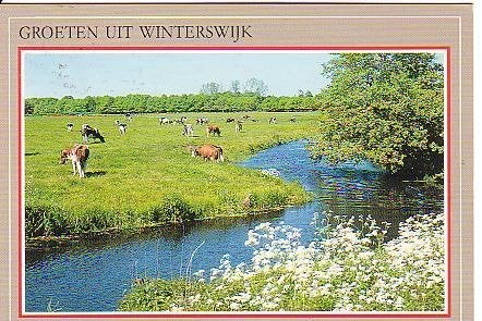 Ansichtkaart 	Winterswijk	Koeien	langs beek, Verzenden, 1980 tot heden, Gelopen, Gelderland