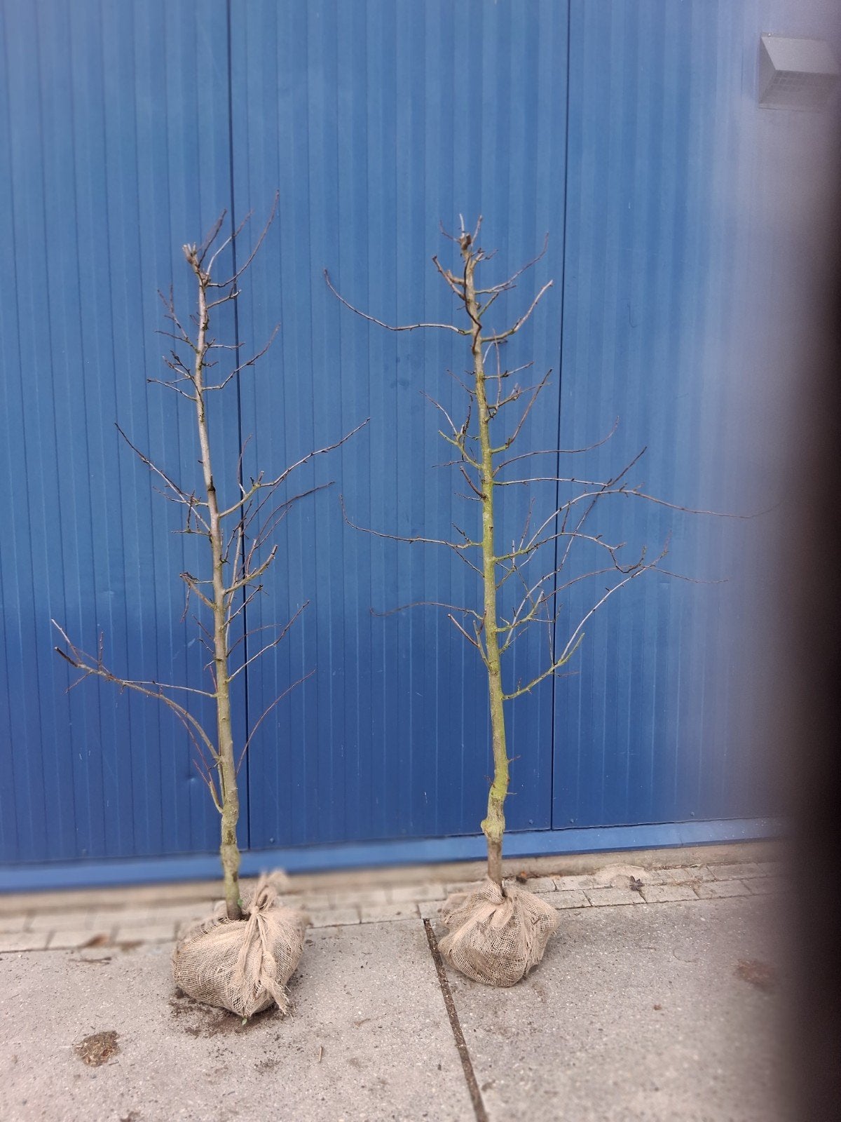 fruitbomen ,Pruimenbomen -, Ophalen, Pruimenboom, Lente