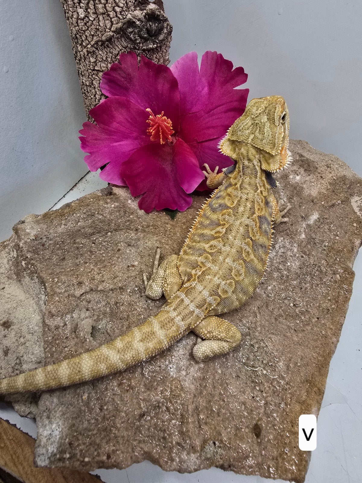 Baardagaam Bearded Dragon - unknown for sale from San