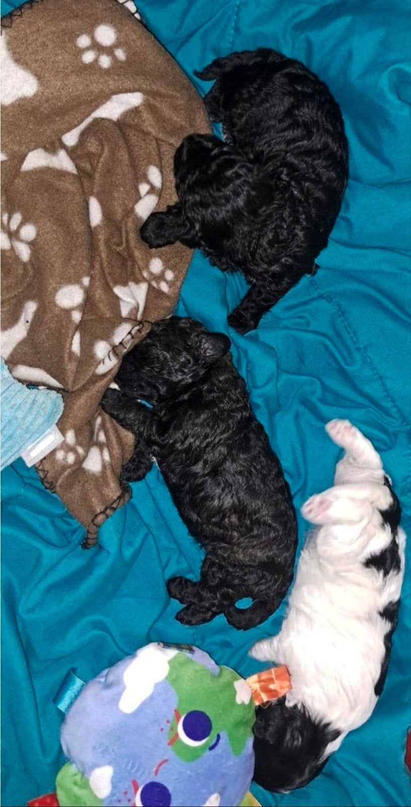 3 toypoedelpups, 1 reu, 2 teefjes, Poedel, 8 tot 15 weken, Meerdere, Meerdere dieren