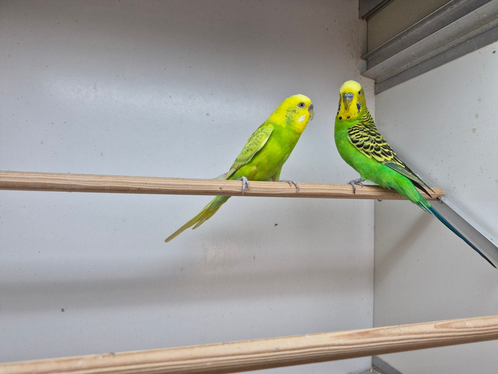 koppel grasparkieten, Meerdere dieren, Parkiet