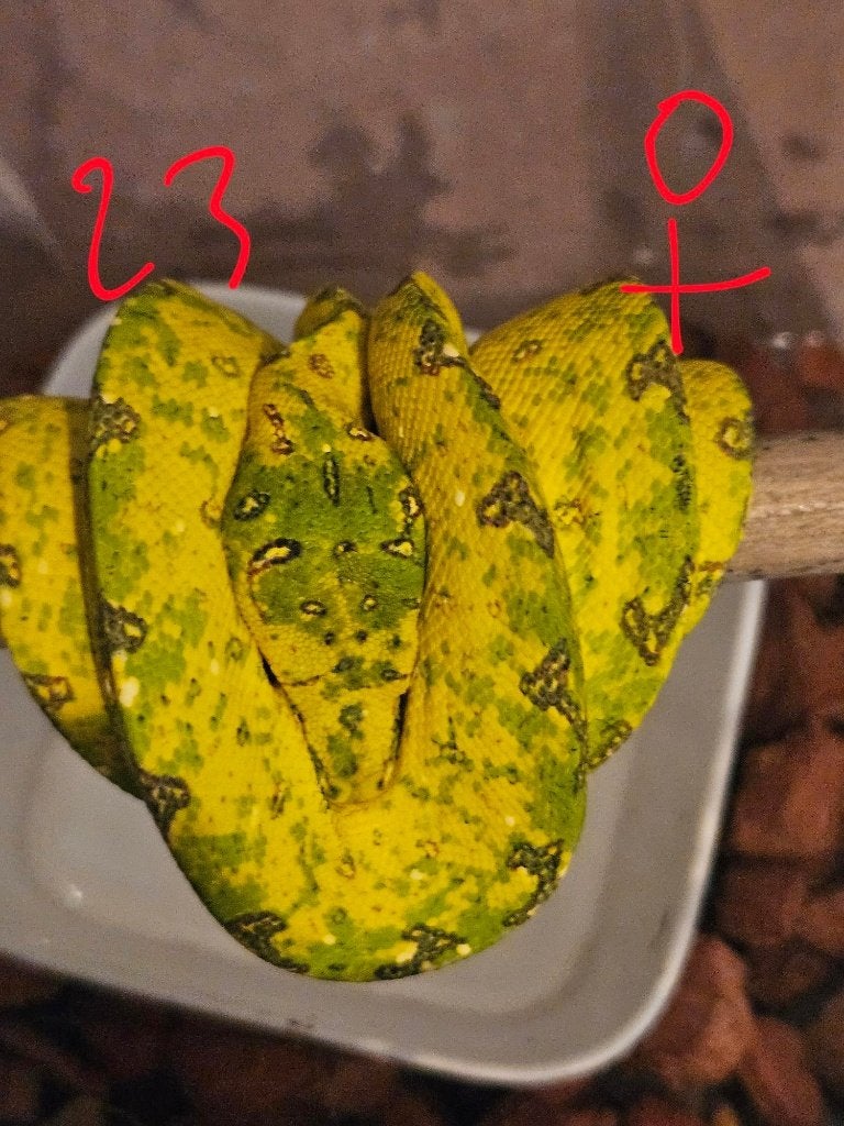 reservation pourSnakeday  Morelia viridis biak 04.10 Green Tree Python photo 8