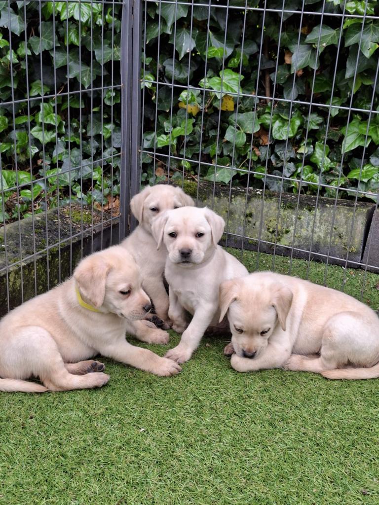 Prachtige labrador pups‼️, Dieren en Toebehoren, Honden | Retrievers, Spaniëls en Waterhonden, Parvo, 8 tot 15 weken, Labrador retriever
