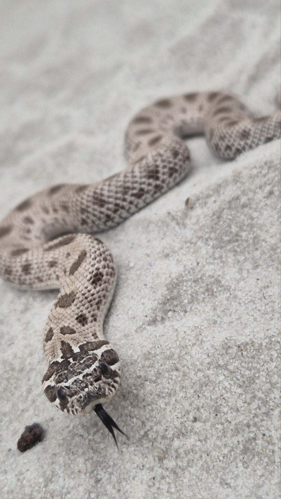 Haakneusslang het maitai Hognose Snake photo 2