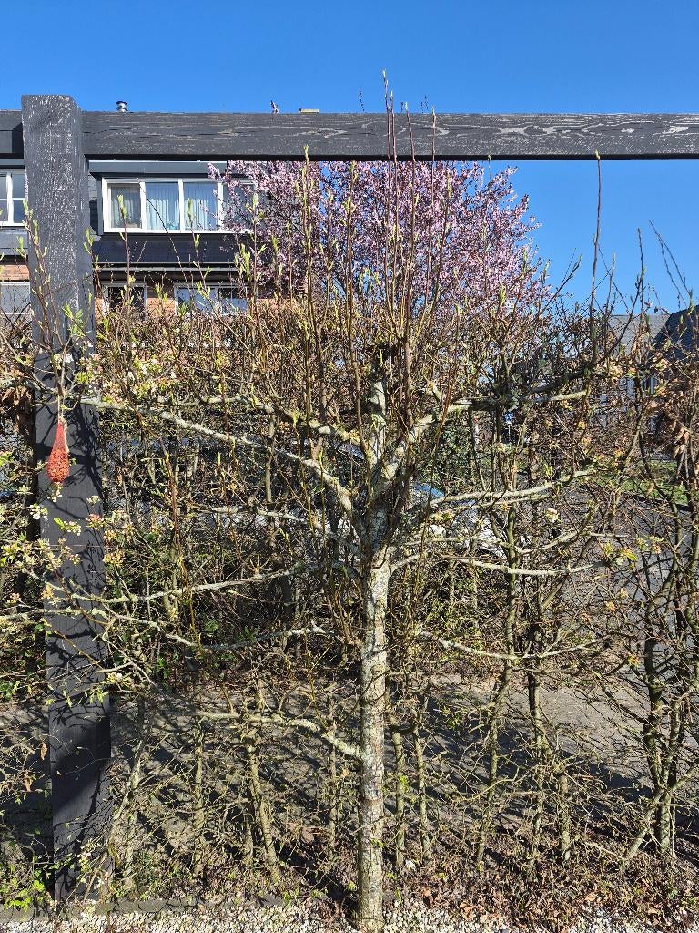 Sierpeer boompjes op lei, Ophalen, Leiboom, Halfschaduw, Lente