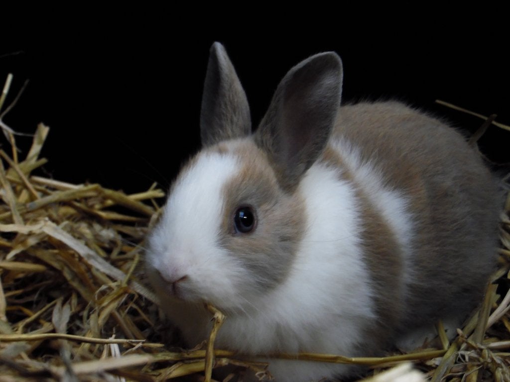 Lieve dwergkonijnen | Ruime keuze | Jonge konijnen, Dieren en Toebehoren, Meerdere dieren, Dwerg, 0 tot 2 jaar
