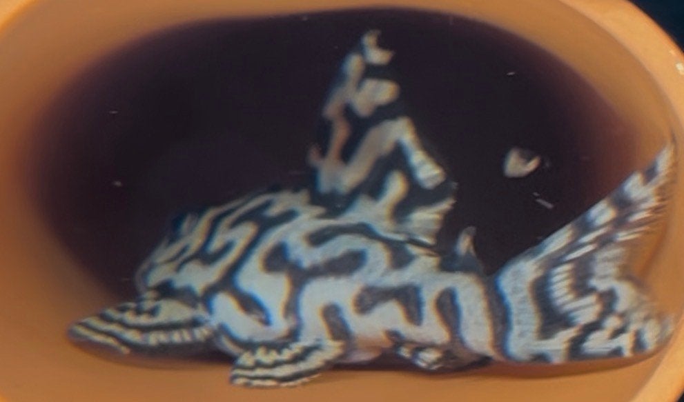 Hypancistrus sp. Seideli | L236, Vis, Zoetwatervis