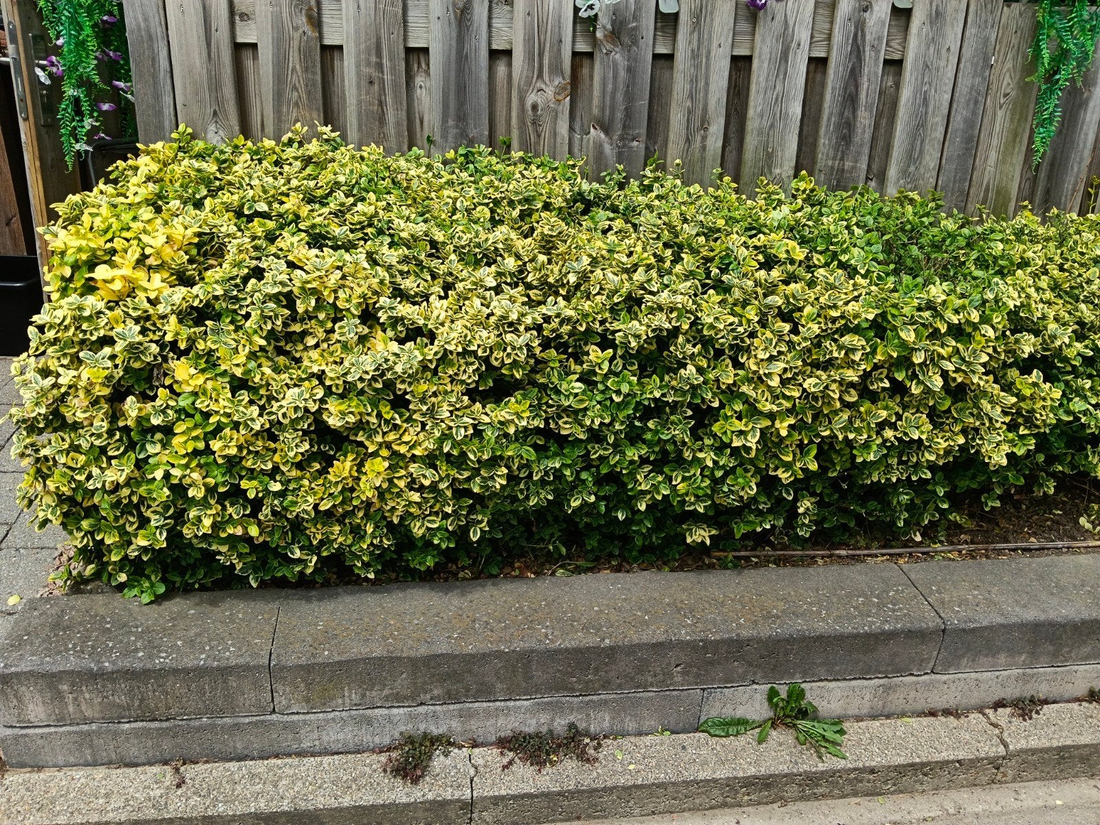 GRATIS.....ZELF - UIT DOEN.>..Groen-gele bodembedekker, Ophalen