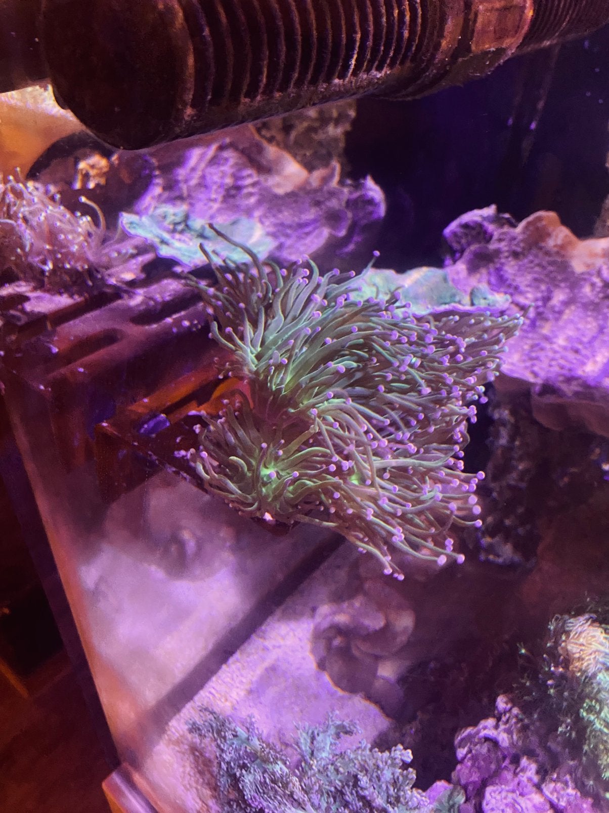 Torch koraal (Euphyllia glabrescens), Ophalen of Verzenden, Zo goed als nieuw, Gevuld zeewateraquarium