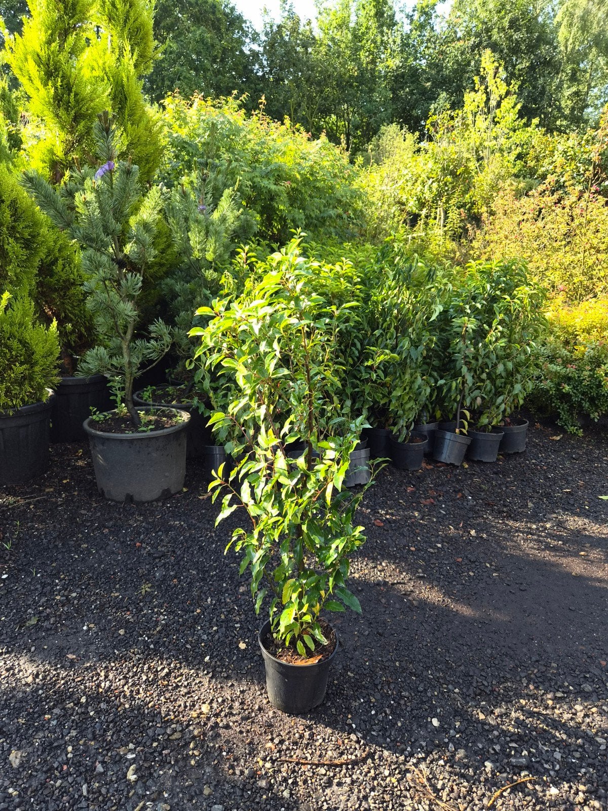 Portugese Laurier (Prunus Lusitanica) 60-80 cm, Ophalen, Overige soorten, Halfschaduw