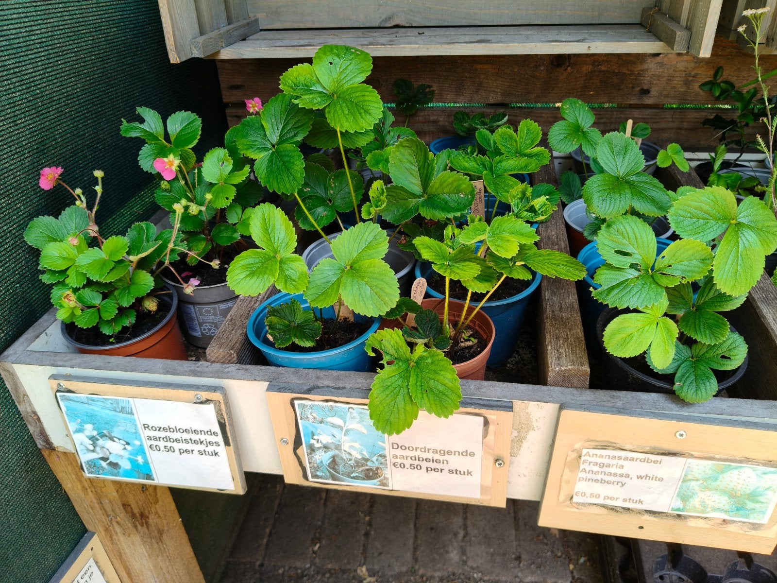 3 soorten aardbeien plant stekken te koop, Tuin en Terras, Overige materialen, Minder dan 30 cm, Rond, Nieuw