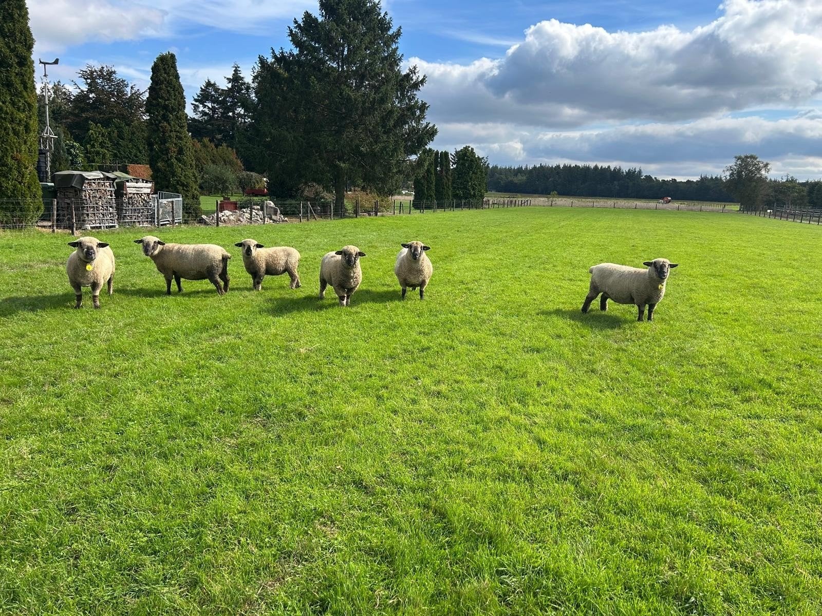 Hampshire down ooienMooie stamboek Hampshire down rammen te, Dieren en Toebehoren, Vrouwelijk, Schaap