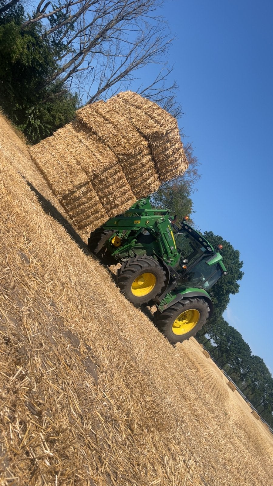Tarwe stro nieuwe oogst, Ophalen of Verzenden, Vee