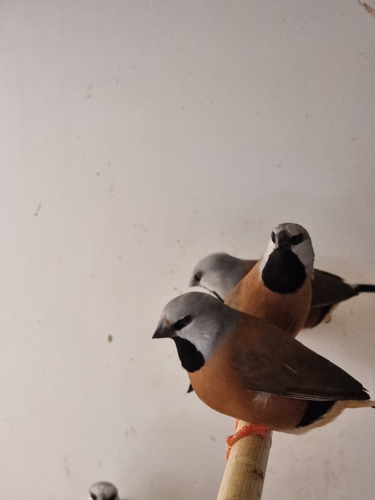 Gordelgrasvink | Wildkleur | Deskundig advies, Meerdere dieren, Overige soorten