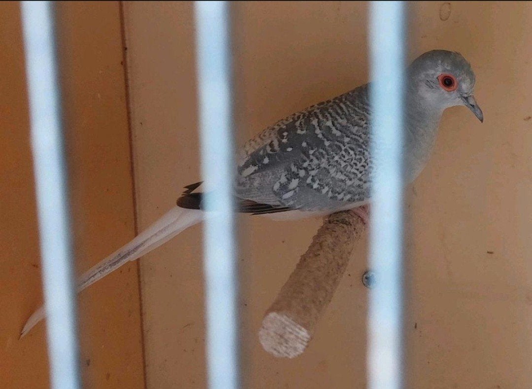 diamantduifjes, Dieren en Toebehoren, Meerdere dieren, Tropenvogel