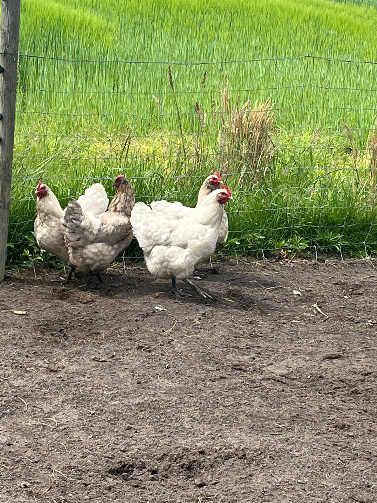 Mooie toom jersey giant hennen+haan, Dieren en Toebehoren, Meerdere dieren, Kip