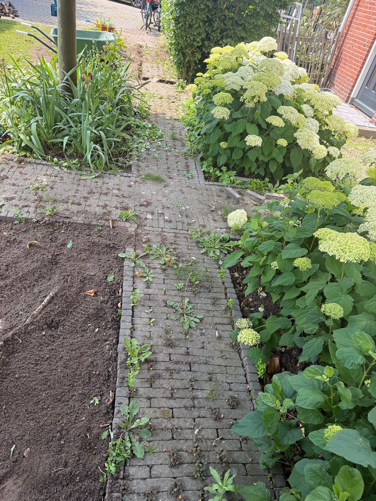 Blauwe klinkers pad 22 m lang x 1 m breed, Tuin en Terras, Planten | Struiken en Hagen, Ophalen, Overige soorten, 100 tot 250 cm