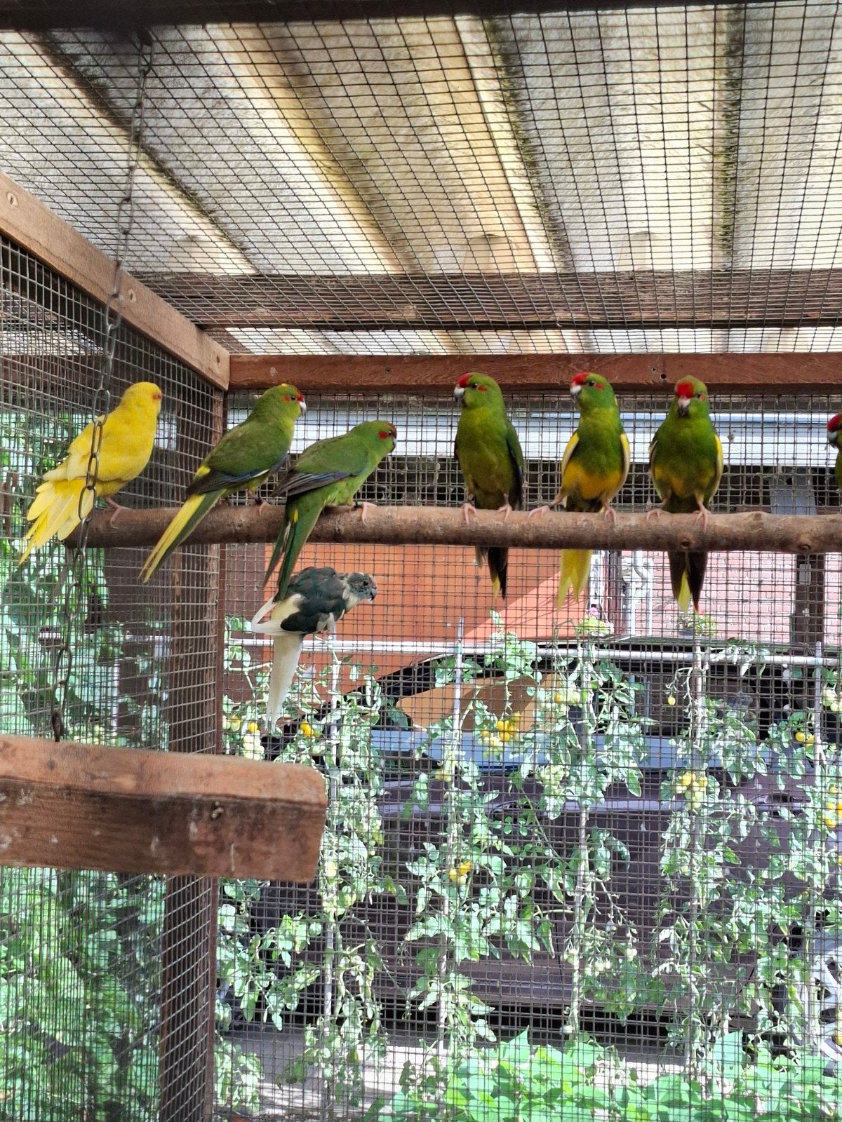 kakariki, Dieren en Toebehoren, Vogels | Parkieten en Papegaaien, Mannelijk, Parkiet, Geringd