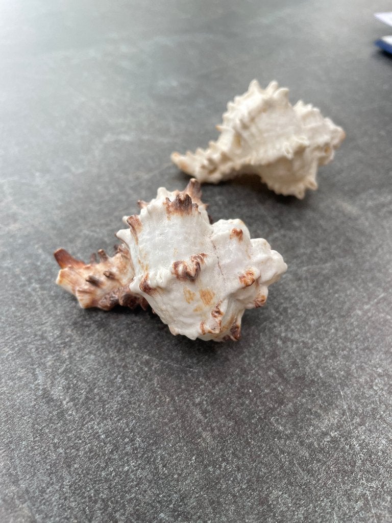Decoratie twee schelpen 7cm, Huis en Inrichting, Woonaccessoires | Overige, Ophalen of Verzenden, Zo goed als nieuw, Overige materialen