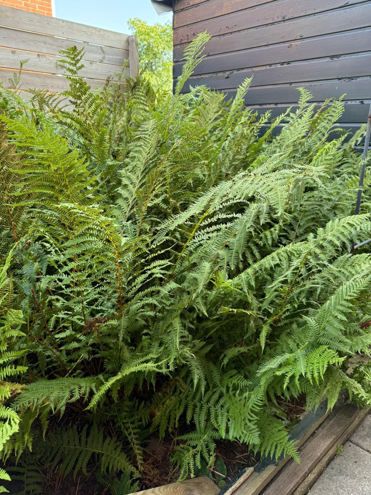 Prachtige grote varens, Tuin en Terras, Planten | Tuinplanten, Ophalen, Bloeit niet, Overige soorten, Halfschaduw