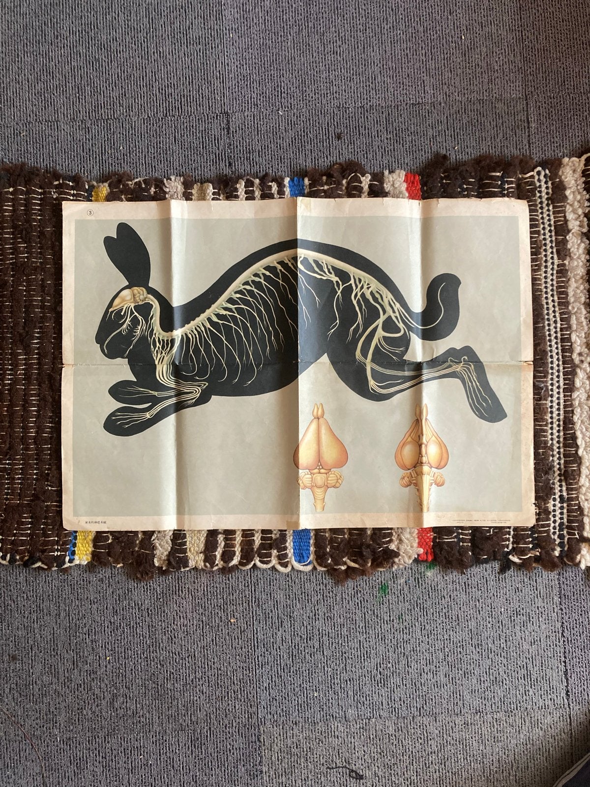 Vintage Chinese poster jaren '60 - Konijn anatomie, Ophalen, B, Gebruikt, Oorspronkelijke maker