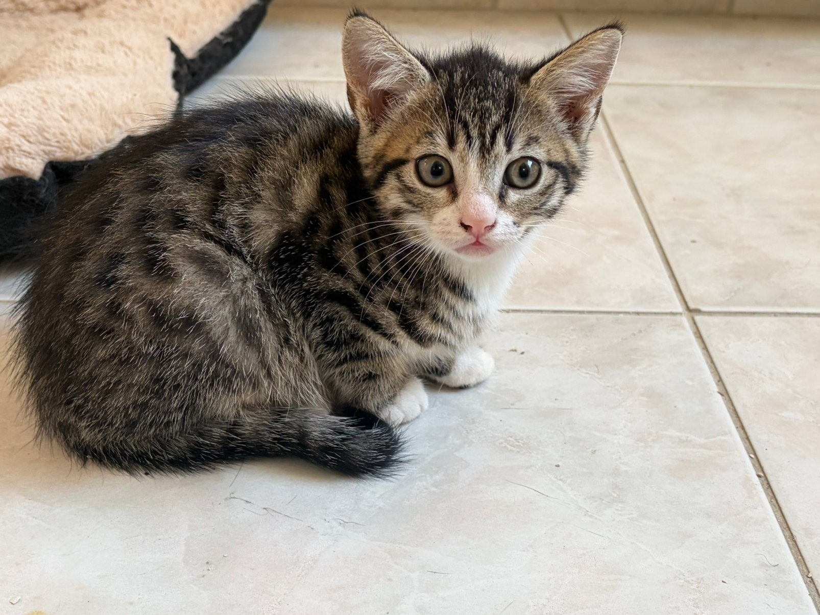 Leuke boerderij kittens, Dieren en Toebehoren, Meerdere dieren