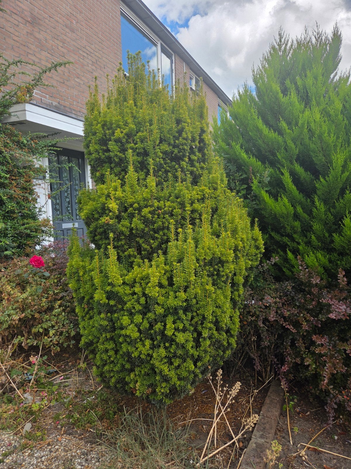 Grote Taxus (Venijnboom) - Zelf uit scheppen, Ophalen, Bloeit niet, Overige soorten, Volle zon