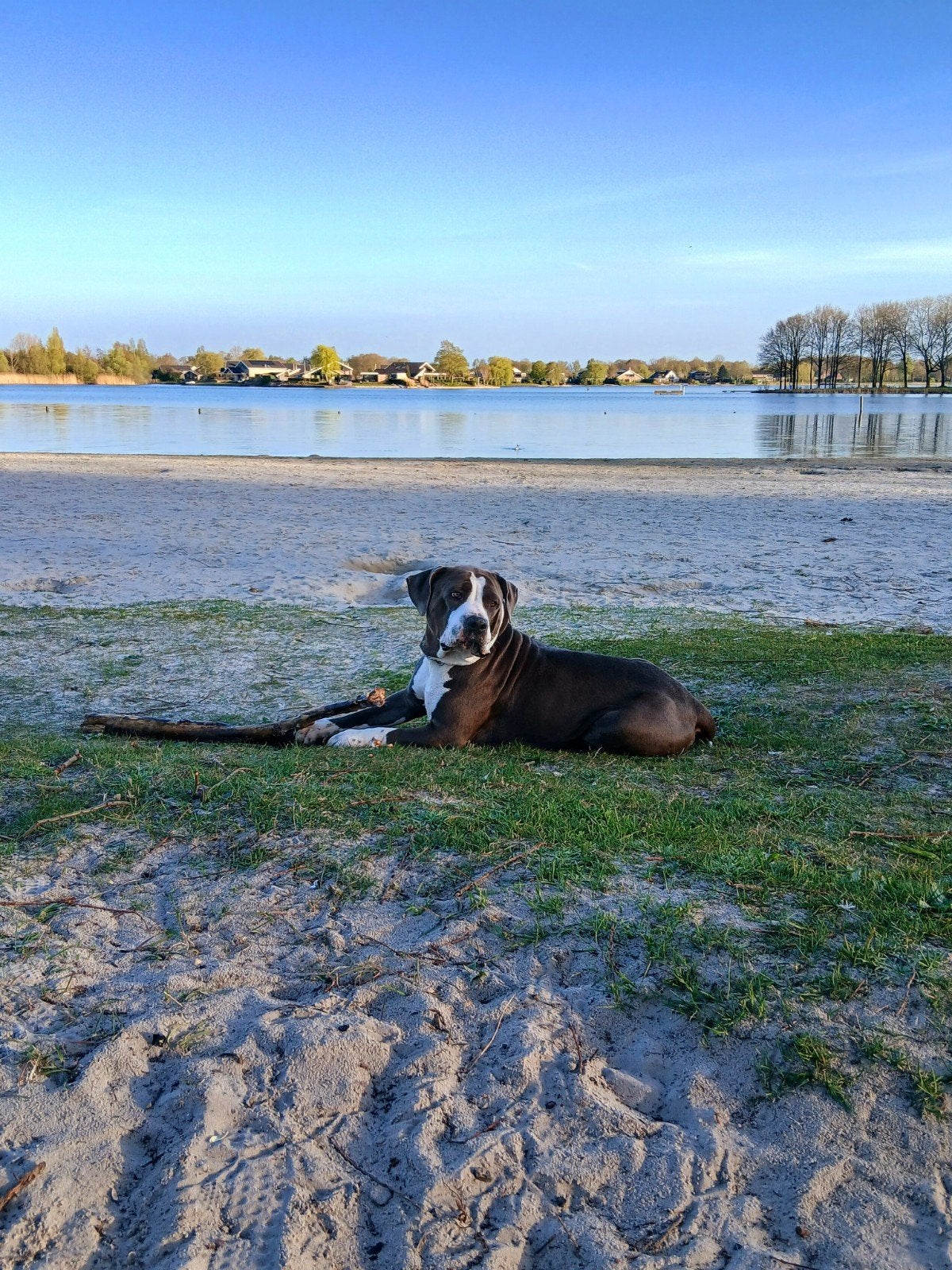 Bully xl, CDV (hondenziekte), Teef, Eén hond, 3 tot 5 jaar