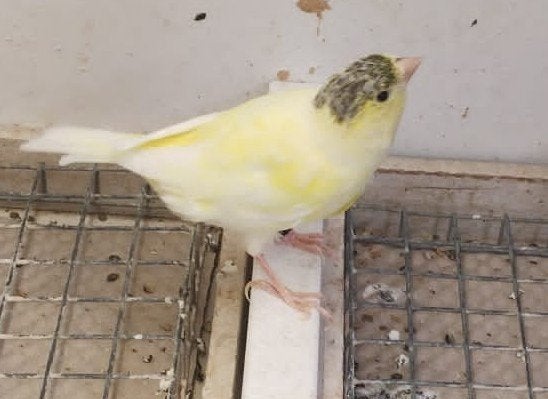 gele kanarie met petje, Dieren en Toebehoren, Vogels | Kanaries, Geslacht onbekend, Kleurkanarie