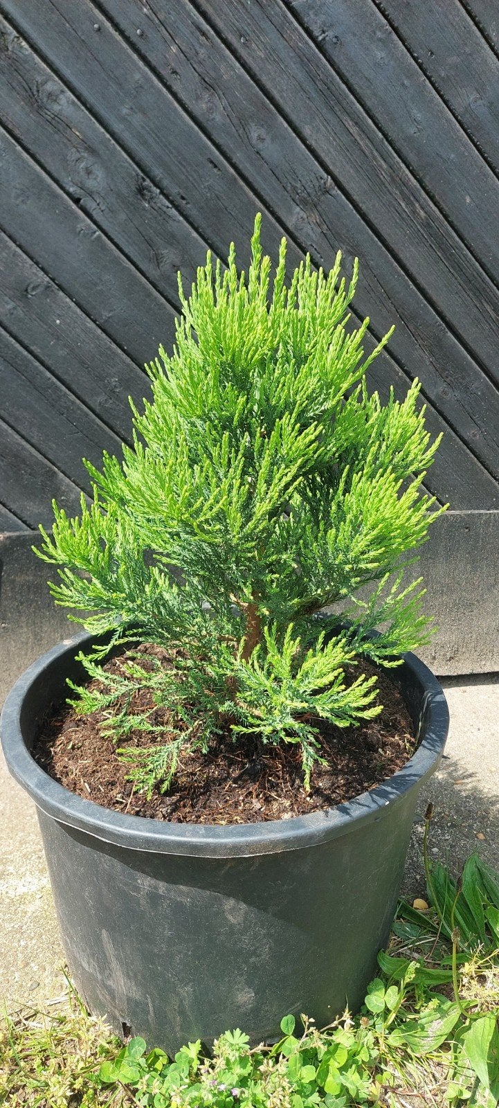 Sequoia (Mammoetboom) 50cm op pot - Mooi in groei, Ophalen, Bloeit niet, Volle zon, Overige soorten