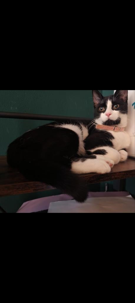 Vermist Nala omgeving Heechterp (Leeuwarden), Poes