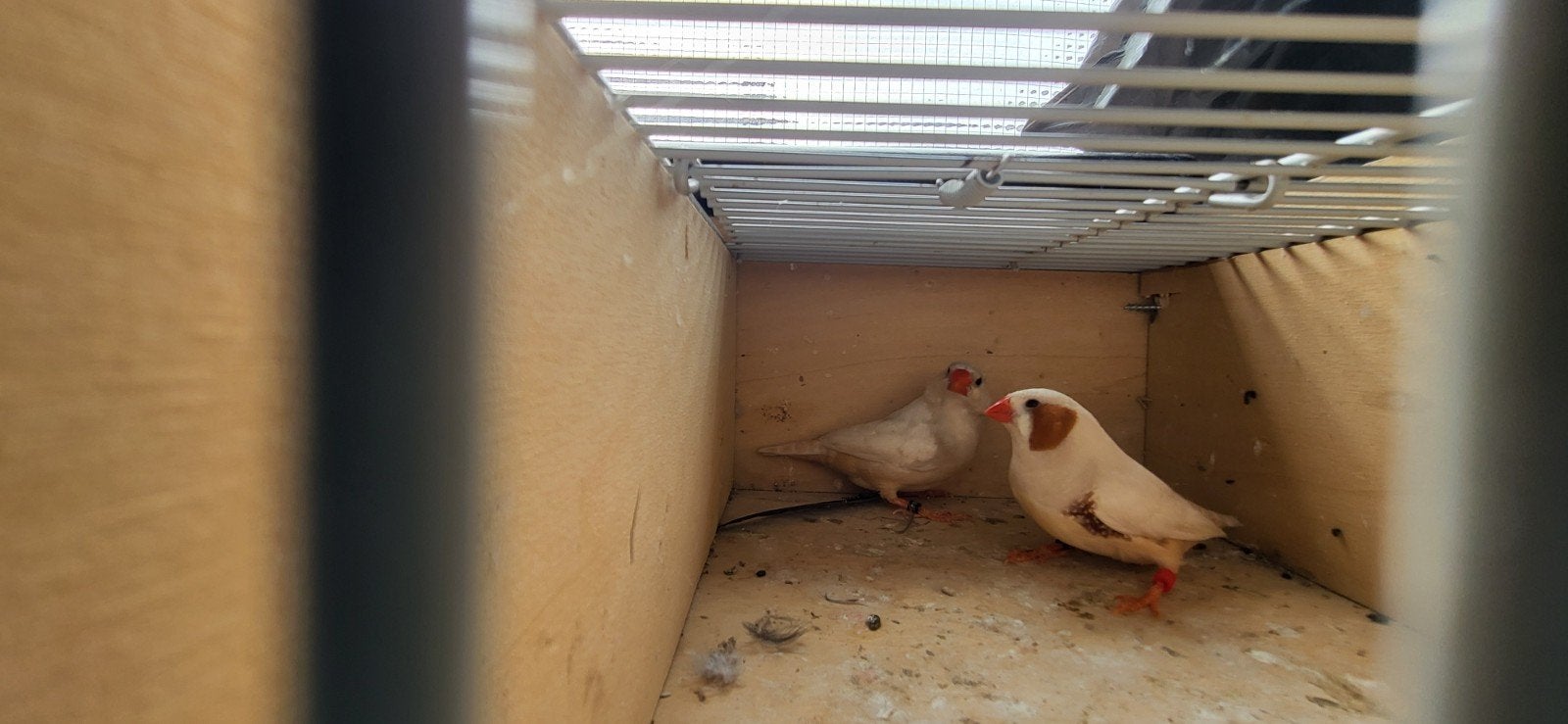 3 mooie koppels tt isabel zebravinken onverwant en broedrijp, Dieren en Toebehoren, Vogels | Overige Vogels, Meerdere dieren