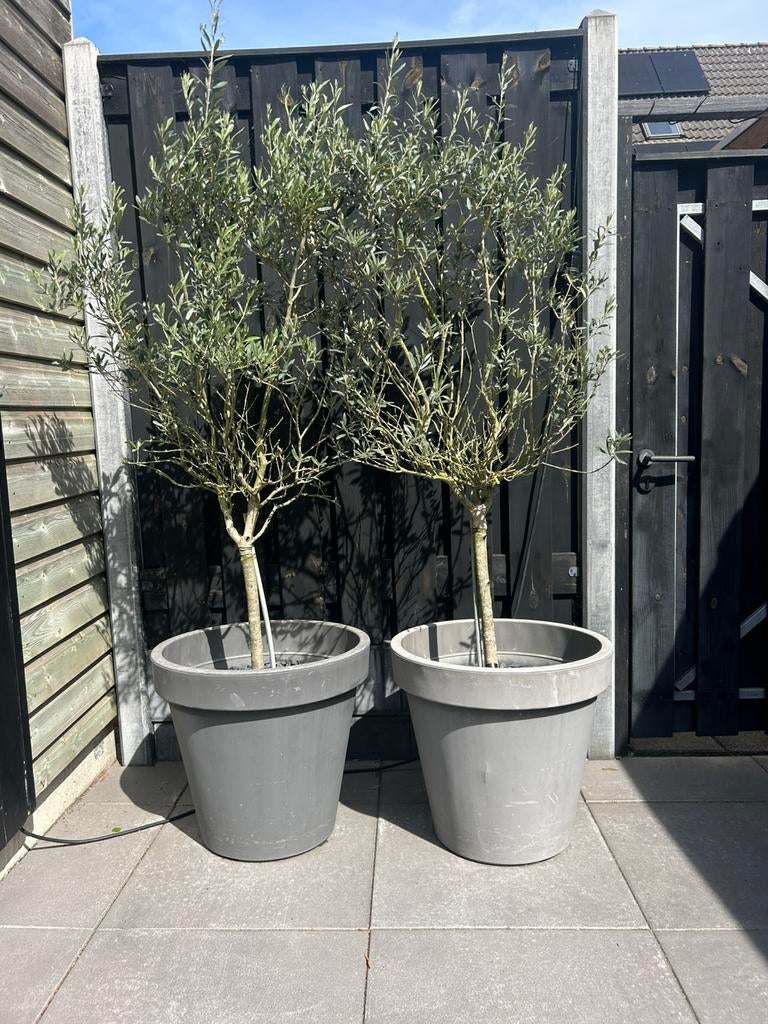 2 olijfboompjes met grijze pot, 1.80 hoog!, Overige soorten, 100 tot 250 cm, Zomer, Ophalen