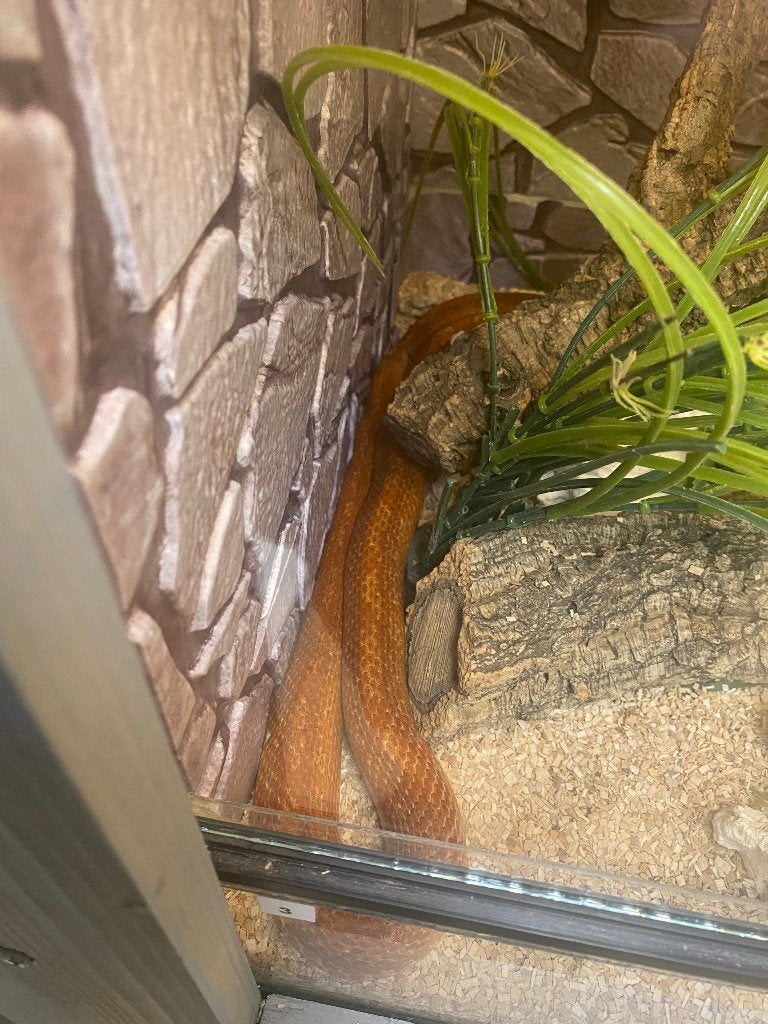 rattenslangen Rat Snake photo 4