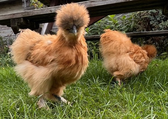 Zijdehoenders silkies USA geboren op 2 juni, Dieren en Toebehoren, Pluimvee, Vrouwelijk, Kip
