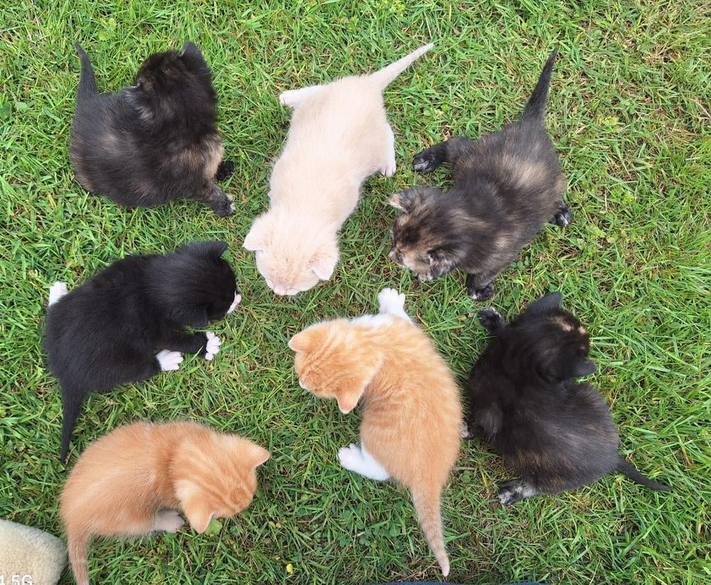Prachtige kittens te koop, Dieren en Toebehoren, Katten en Kittens | Overige Katten, Meerdere dieren