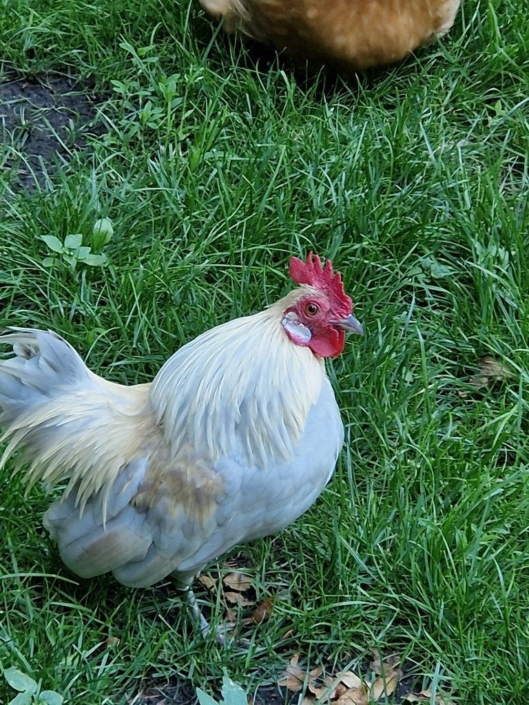 Gratis 2 haantjes, Dieren en Toebehoren, Pluimvee, Mannelijk, Kip