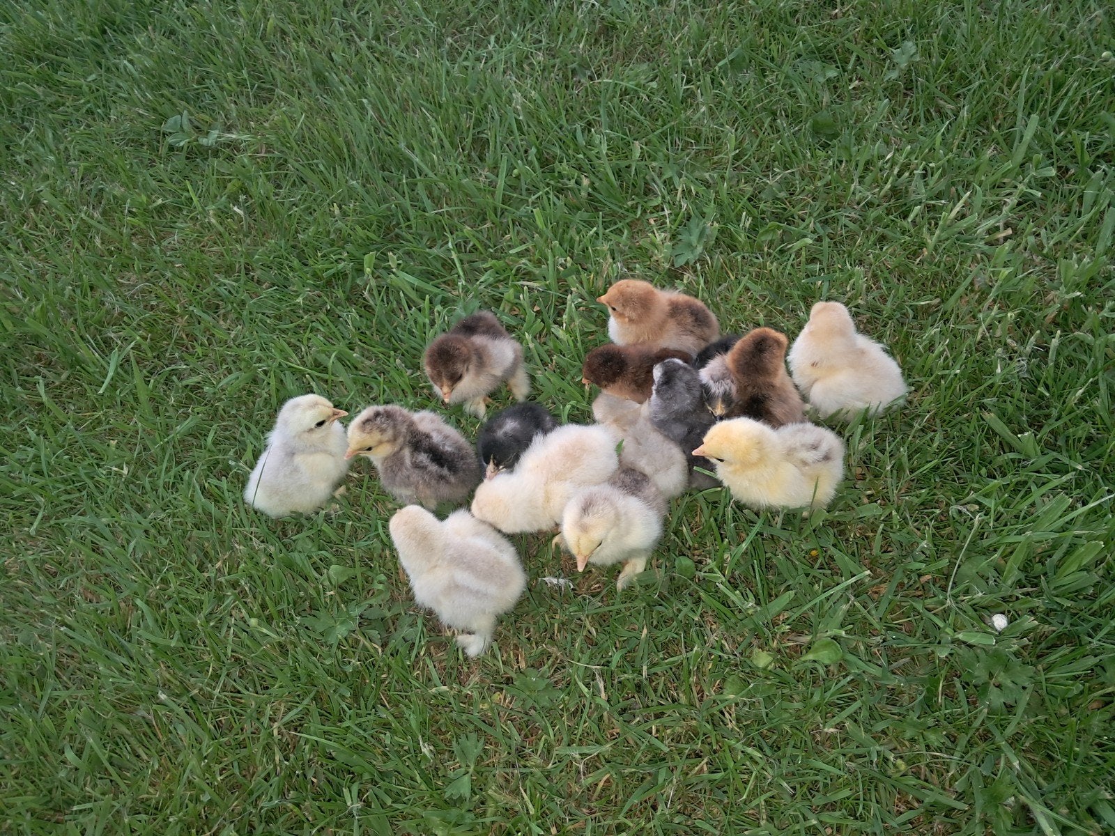Cochin kriel hen kuikens, Dieren en Toebehoren, Pluimvee, Vrouwelijk, Kip