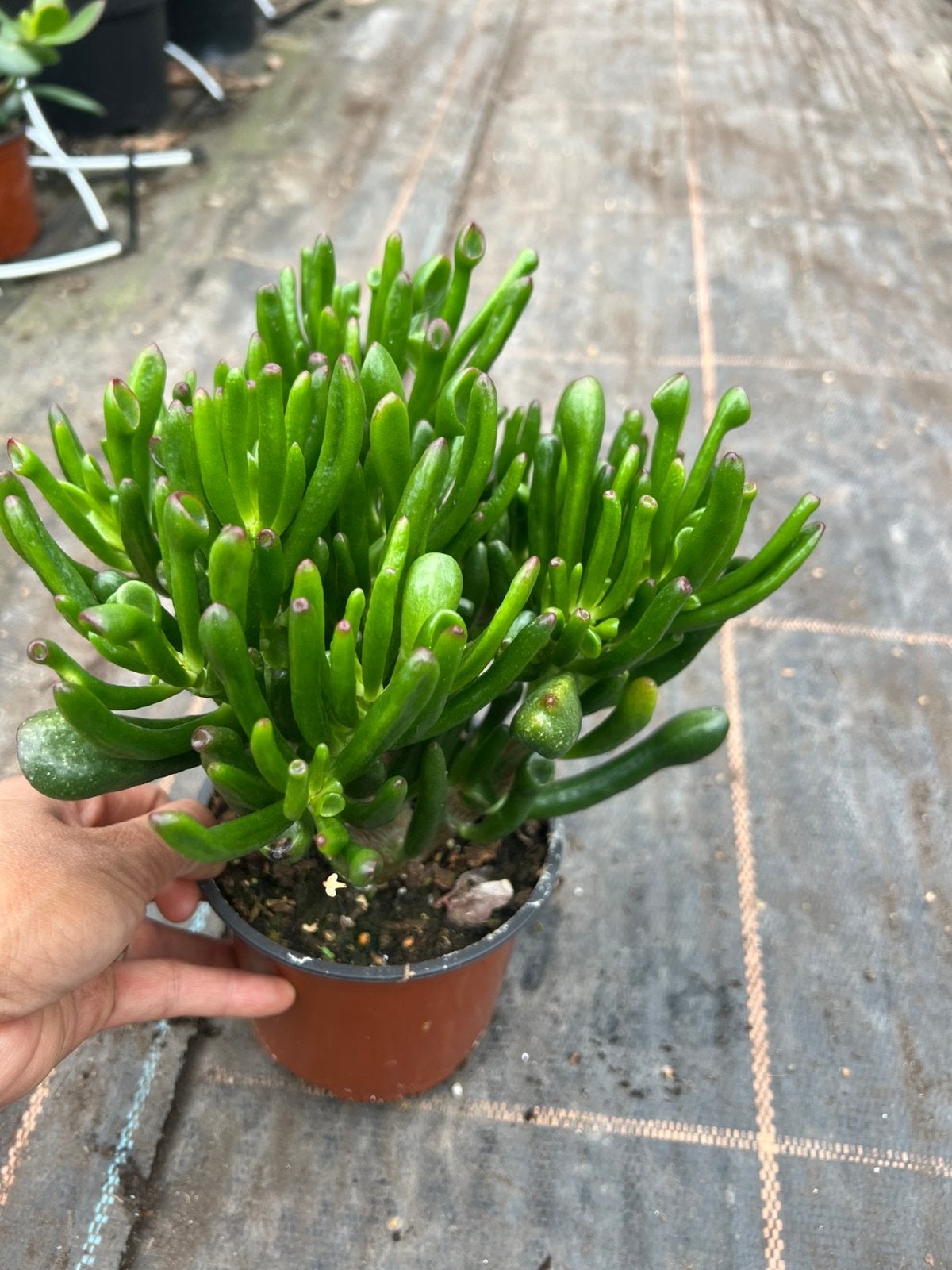 Crassula ovata pot12, Ophalen of Verzenden, Halfschaduw, Minder dan 100 cm