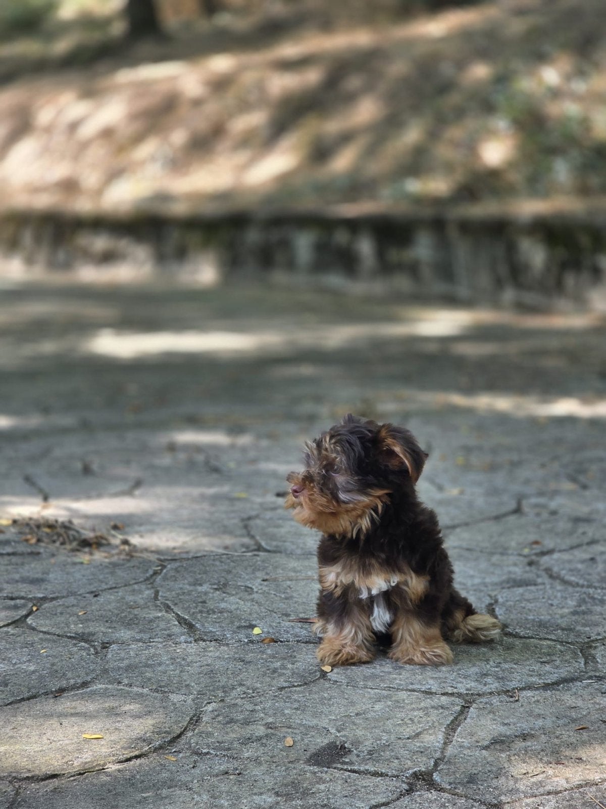 Zeer zeldzame Choco biewer yorkie pup, 15 weken tot 1 jaar, Teef, Parvo, Eén hond