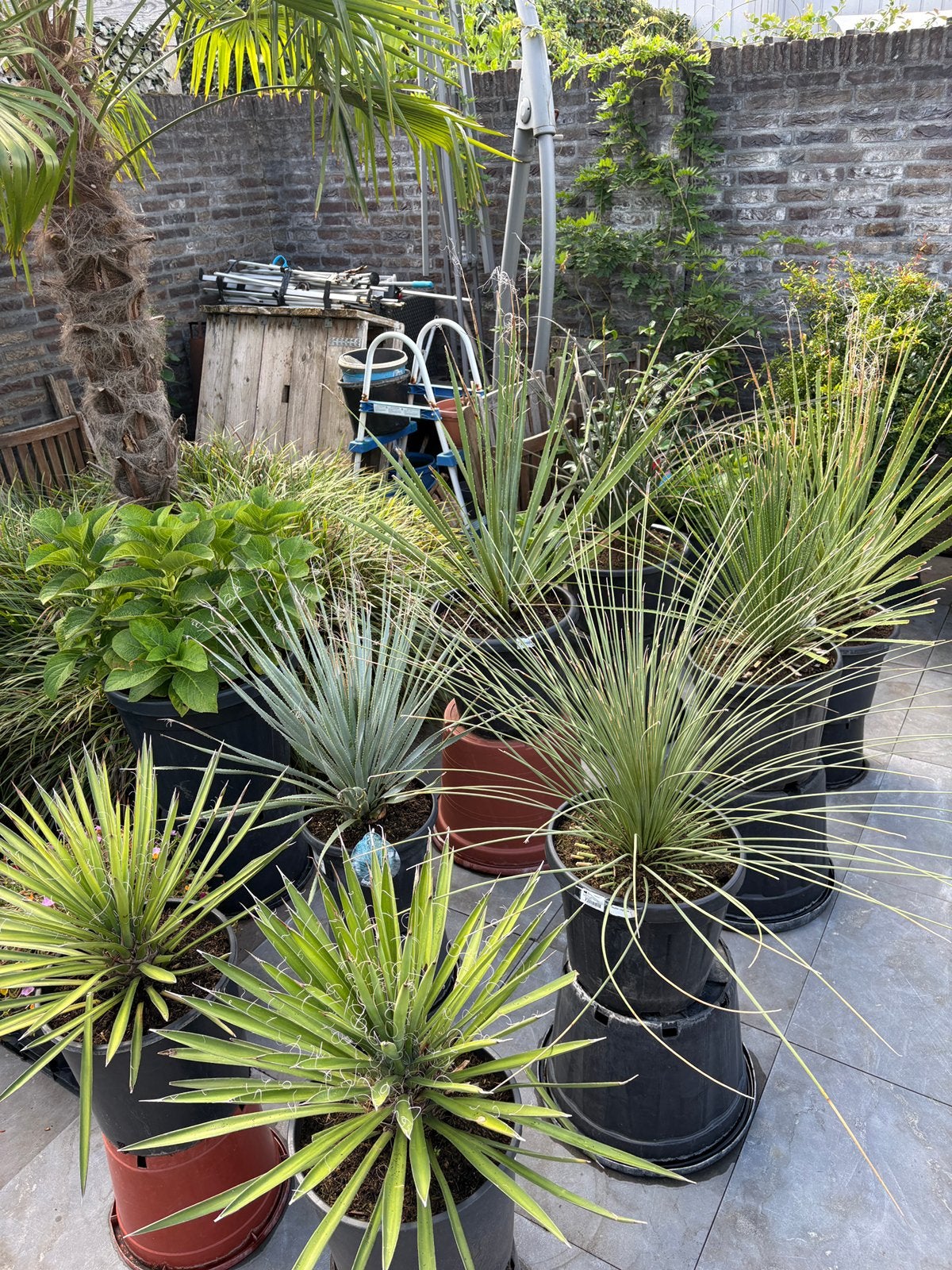 Prachtige winterharde woestijn planten in pot aangeboden!!, Volle zon, Vaste plant, Zomer, Ophalen