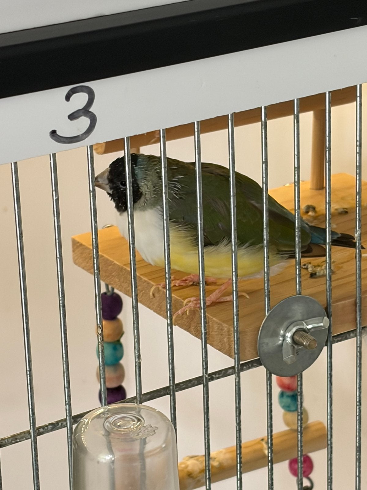 Gouldamadine vrouw, Dieren en Toebehoren, Vrouwelijk, Tropenvogel