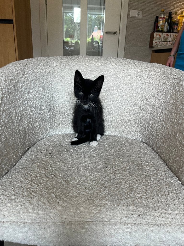 kittens, Kater, Gechipt, 0 tot 2 jaar